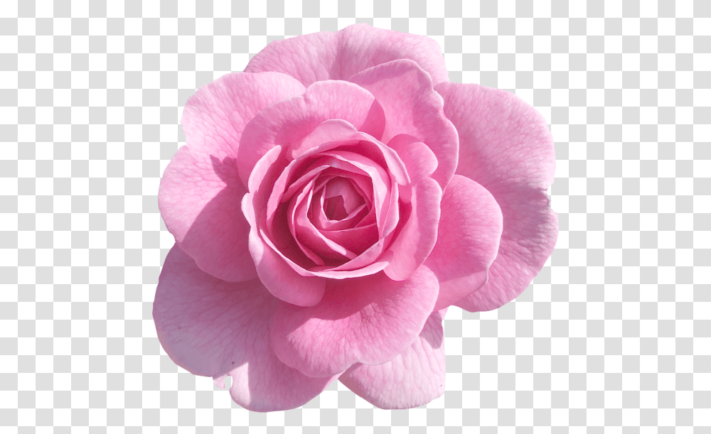 Pink Roses Light Rose Pink Flowers Background, Plant, Blossom, Petal, Dahlia Transparent Png