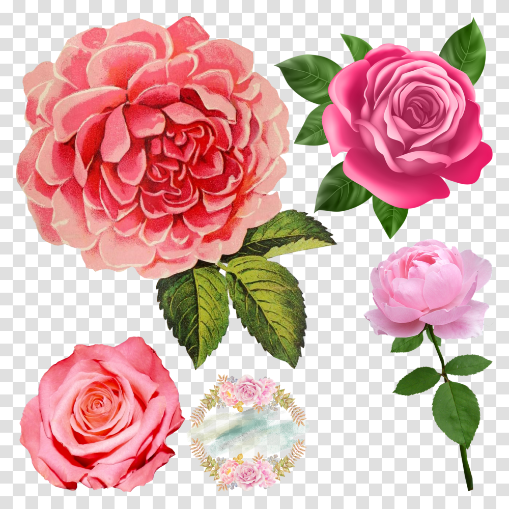 Pink Roses Pink Rose, Plant, Flower, Blossom, Dahlia Transparent Png