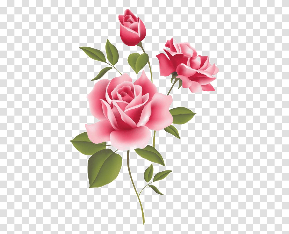 Pink Roses Rose Clipart Rosa, Flower, Plant, Blossom, Petal Transparent Png