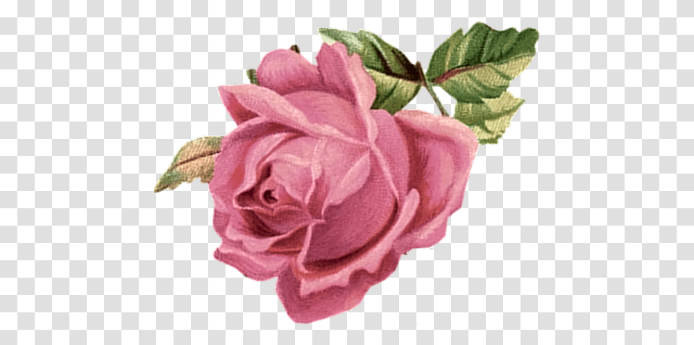 Pink Roses Vintage Vintage Pink Flowers, Plant, Petal, Dahlia, Hair Slide Transparent Png