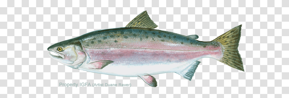 Pink Salmon & Free Salmonpng Images Does A Pink Salmon Look Like, Coho, Fish, Animal, Sea Life Transparent Png
