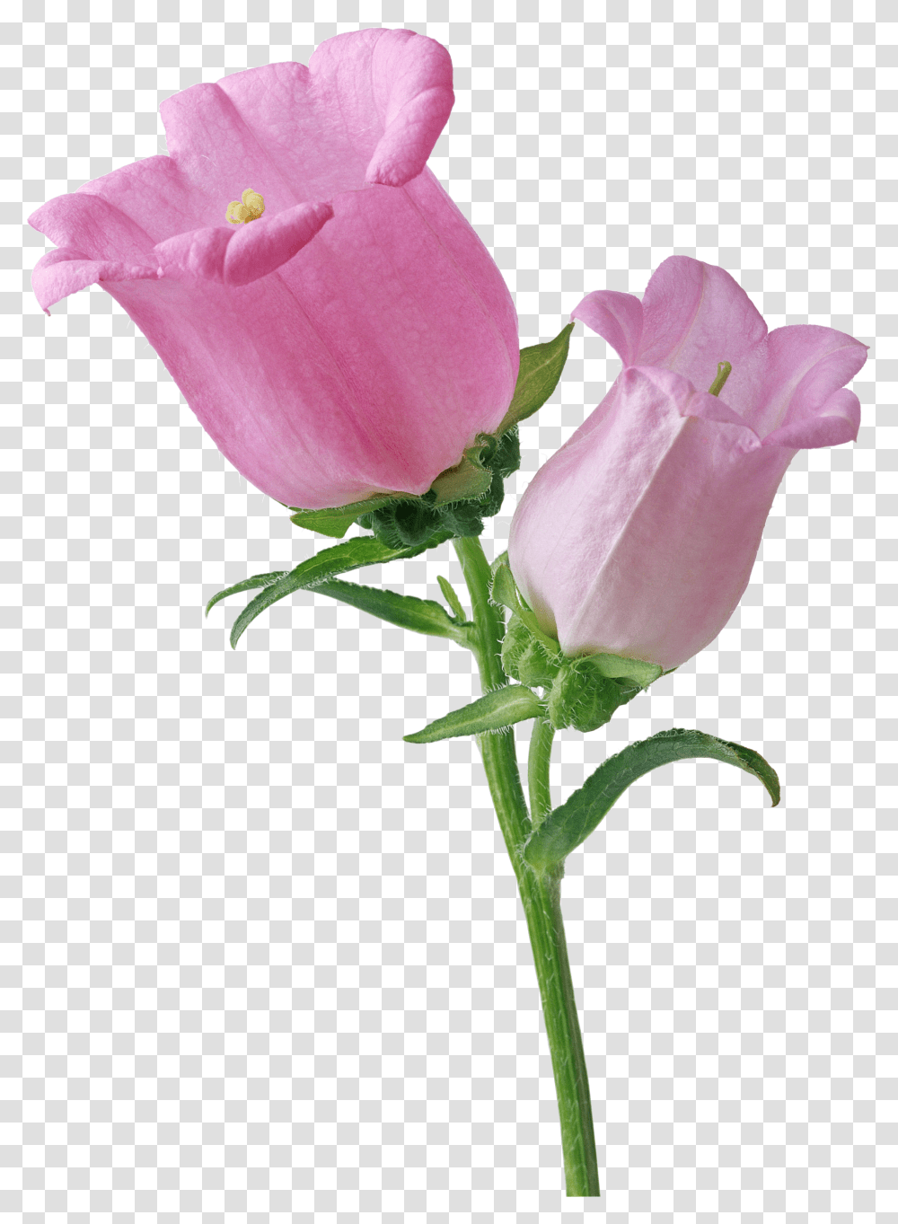 Pink Single Bellflower Flowers, Plant, Petal, Rose, Foxglove Transparent Png