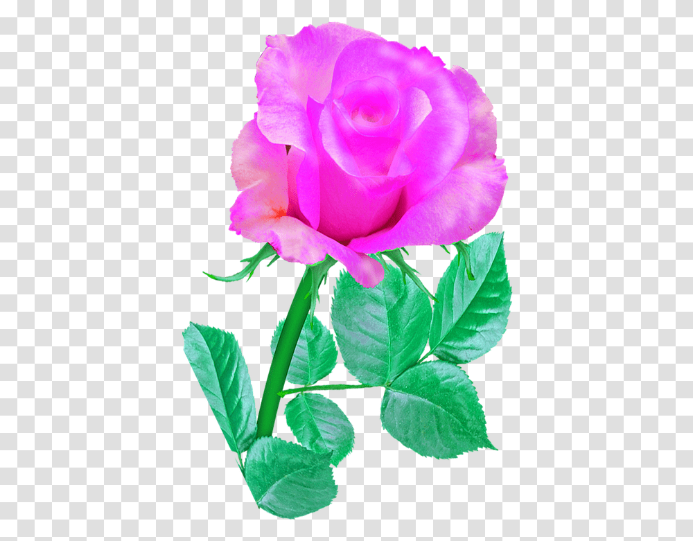 Pink Single Rose Free Image On Pixabay Rose Image Pink Single, Flower, Plant, Blossom, Petal Transparent Png