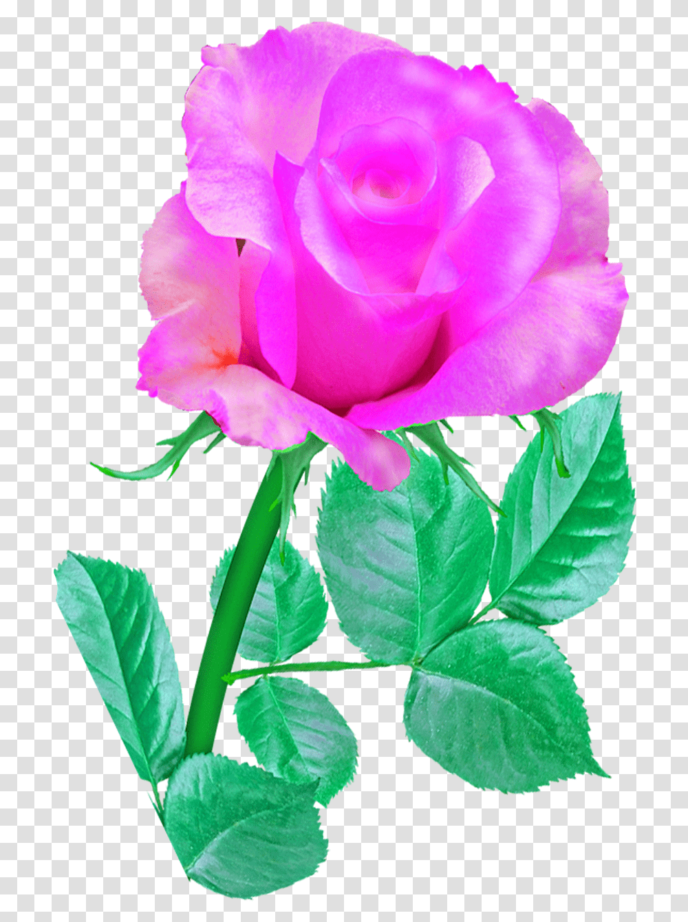 Pink Single Rose Rose Pink Flower Romance Blossom Rose Pink Single Flower, Plant, Petal, Vase, Jar Transparent Png