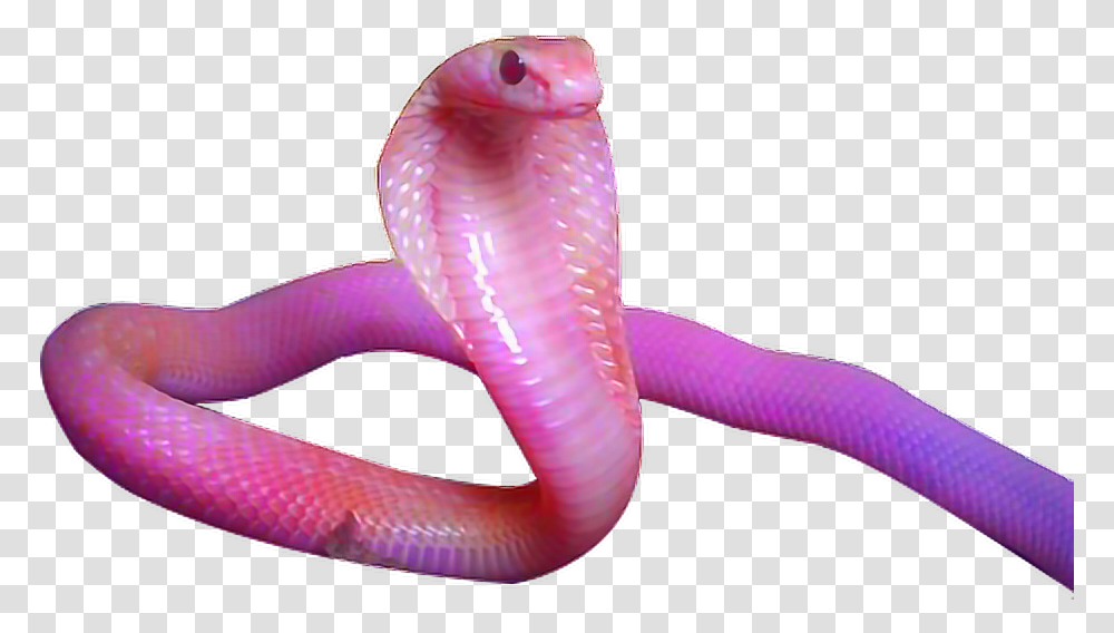 Pink Snake Tumblr Cobra Aesthetic Pink Snake, Animal, Person, Human, Reptile Transparent Png