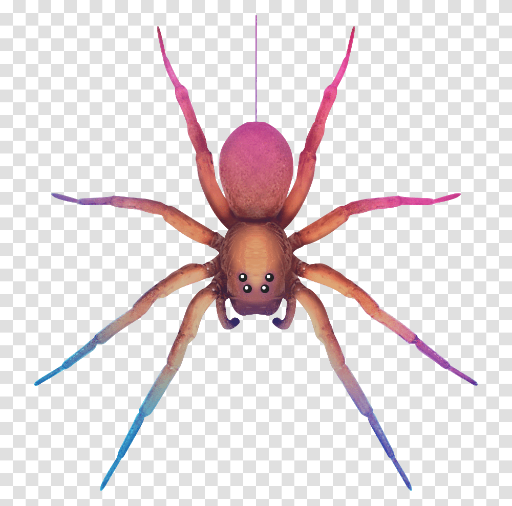 Pink Spider Clipart, Invertebrate, Animal, Arachnid, Insect Transparent Png