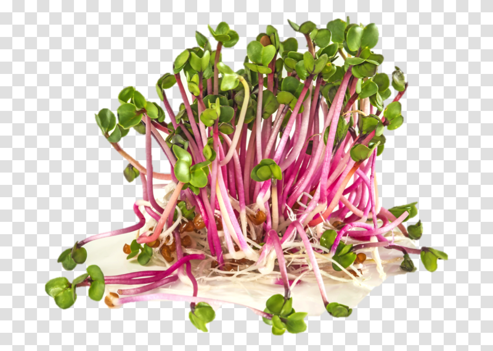 Pink Sprouts, Plant, Bud, Flower, Blossom Transparent Png
