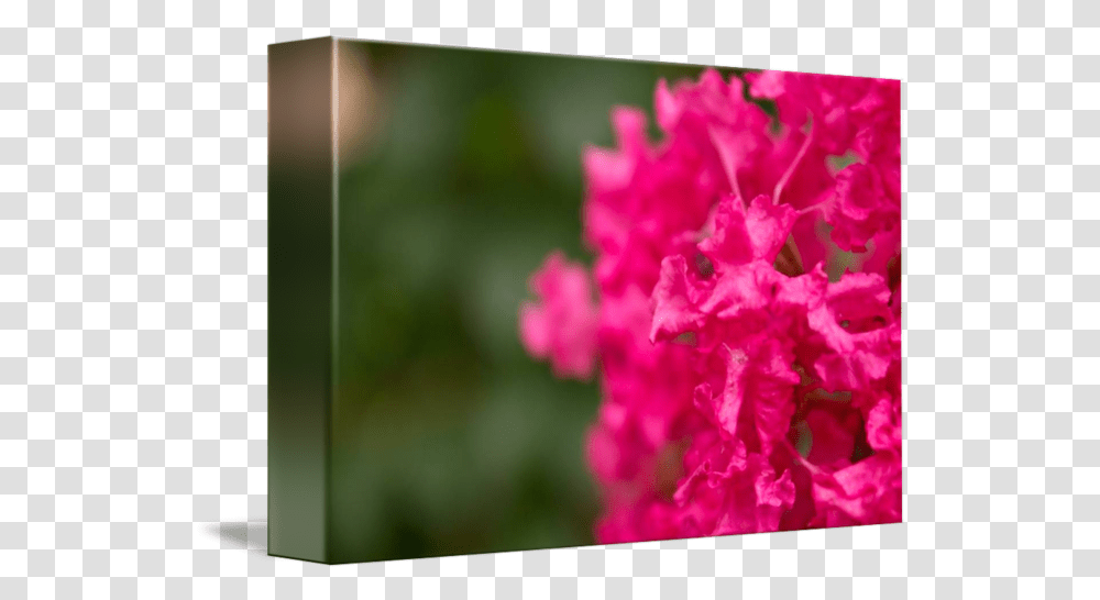 Pink Star By Cindal Jackson Bougainvillea, Plant, Flower, Geranium, Petal Transparent Png