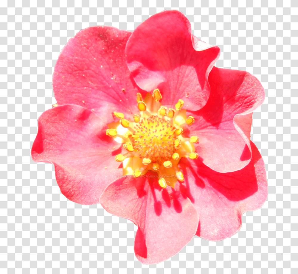 Pink Strawberry Strawberry Flower, Plant, Rose, Blossom, Pollen Transparent Png