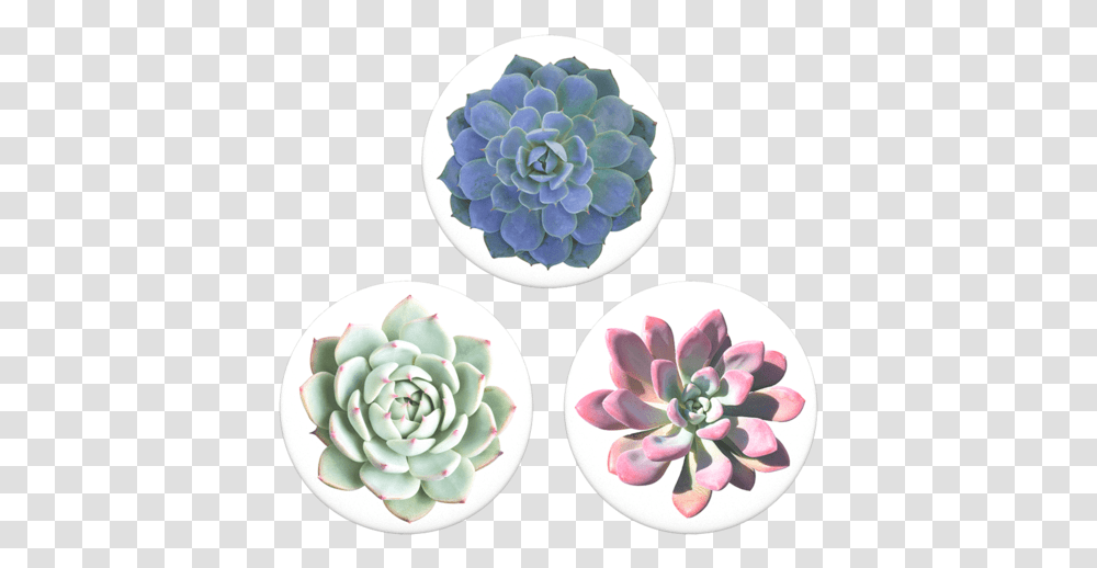 Pink Succulent With White Background, Porcelain, Pottery, Dahlia Transparent Png