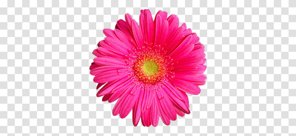 Pink Sunflower 1 Image Pembe, Plant, Daisy, Daisies, Blossom Transparent Png