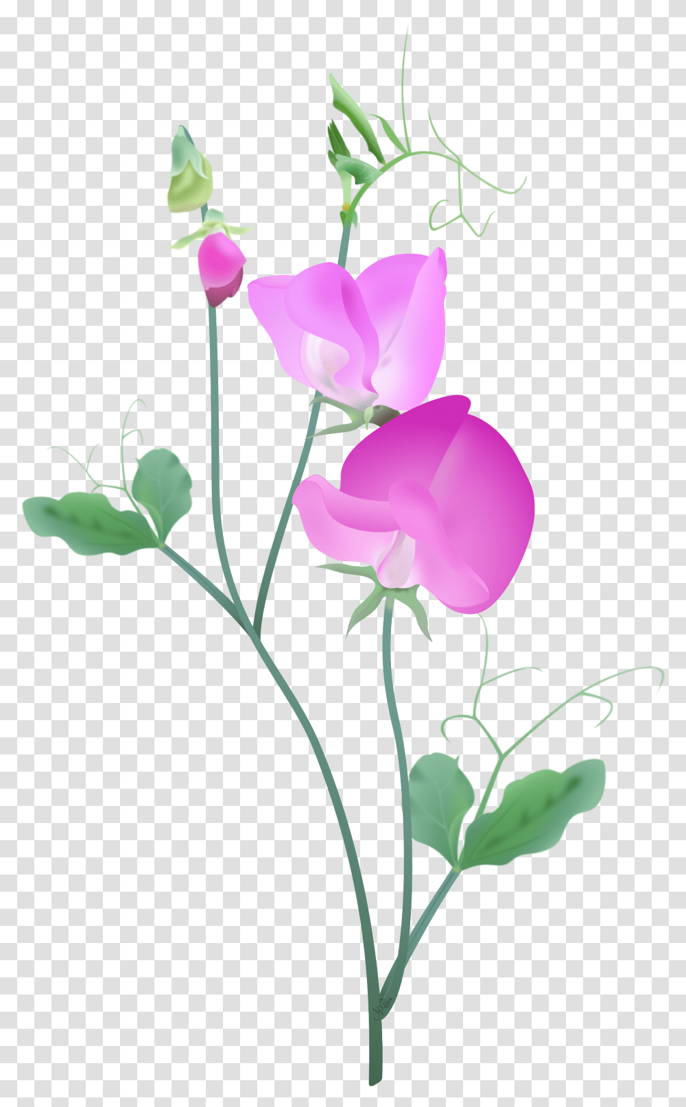 Pink Sweetpea Plant2 Sweet Pea Flower Vector, Blossom, Rose, Petal, Acanthaceae Transparent Png