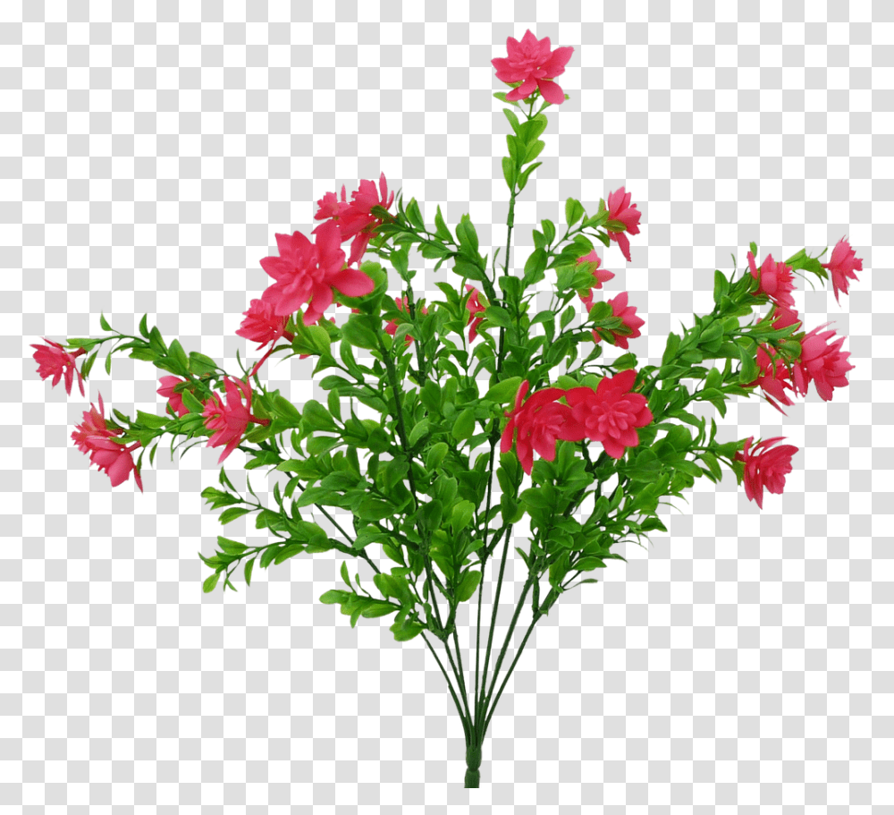 Pink Tea Flower Bush Gilliflower, Plant, Petal, Geranium, Acanthaceae Transparent Png