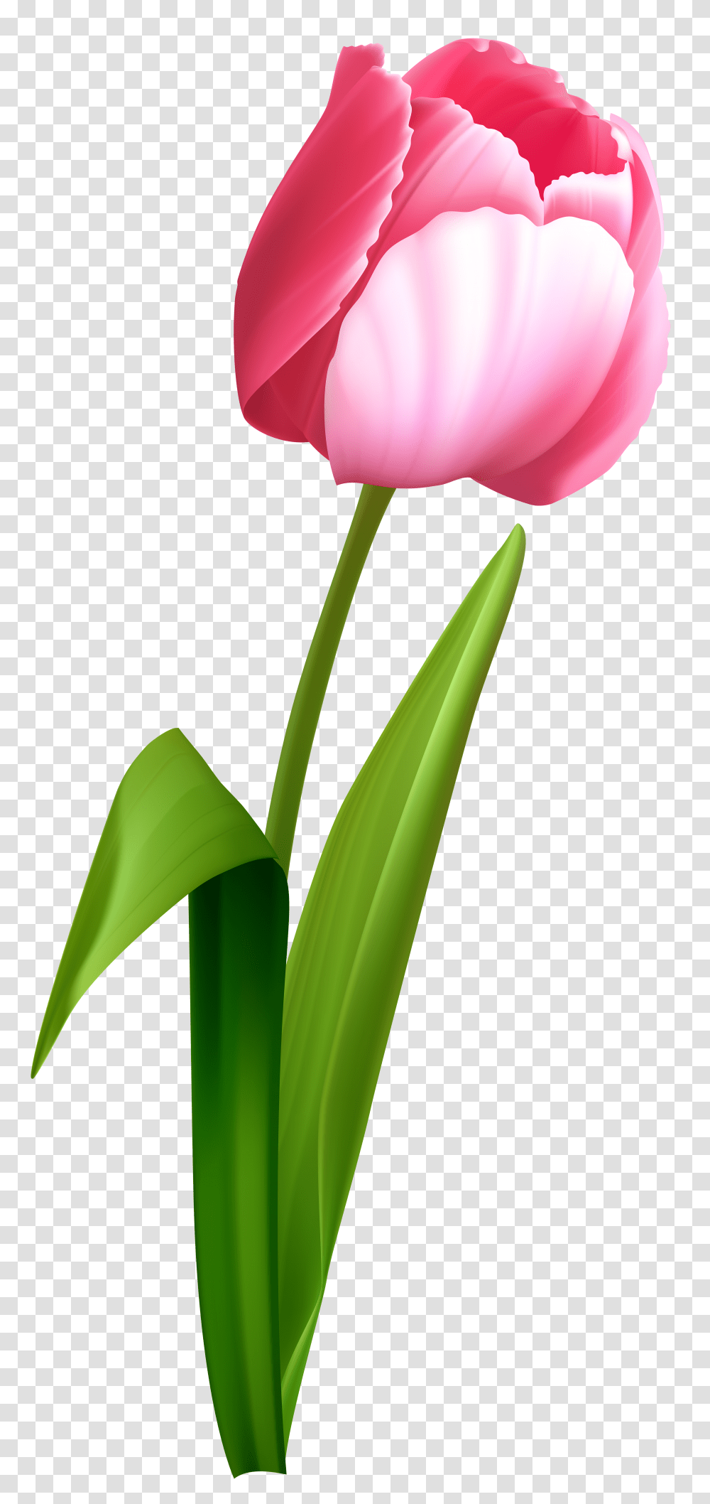 Pink Tulip Clip Art, Plant, Flower, Blossom, Petal Transparent Png