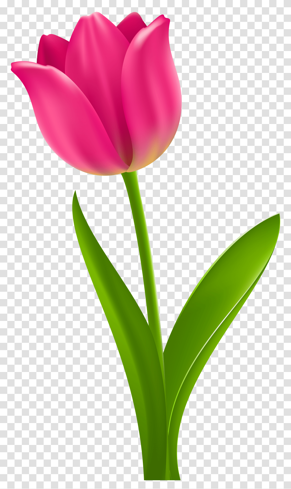 Pink Tulip Clip, Plant, Flower, Blossom Transparent Png