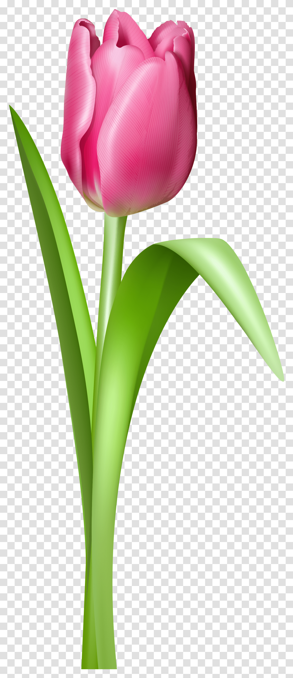 Pink Tulip Clipart Picture Tulip Flower, Plant, Blossom Transparent Png