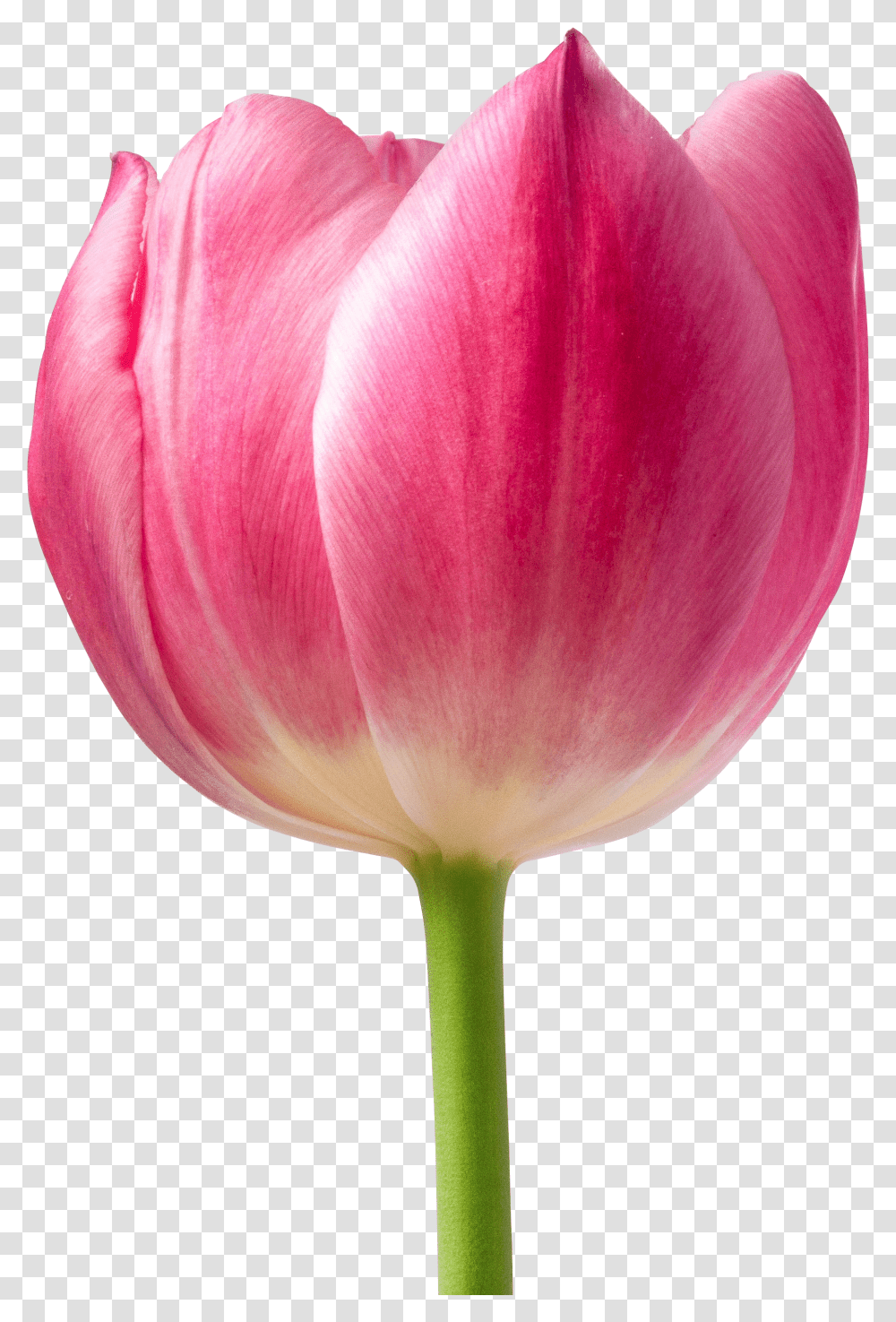 Pink Tulip Flower - For Free Tulip Images Of Flowers Transparent Png