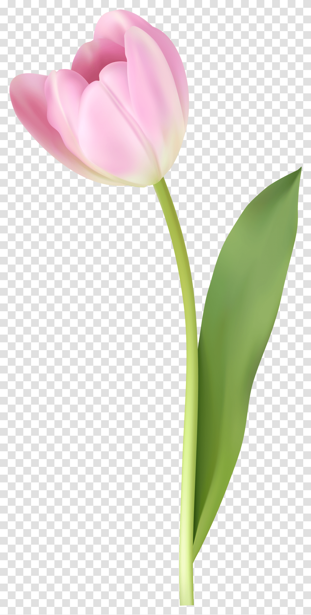 Pink Tulip Image Pink Tulip, Plant, Flower, Blossom, Petal Transparent Png