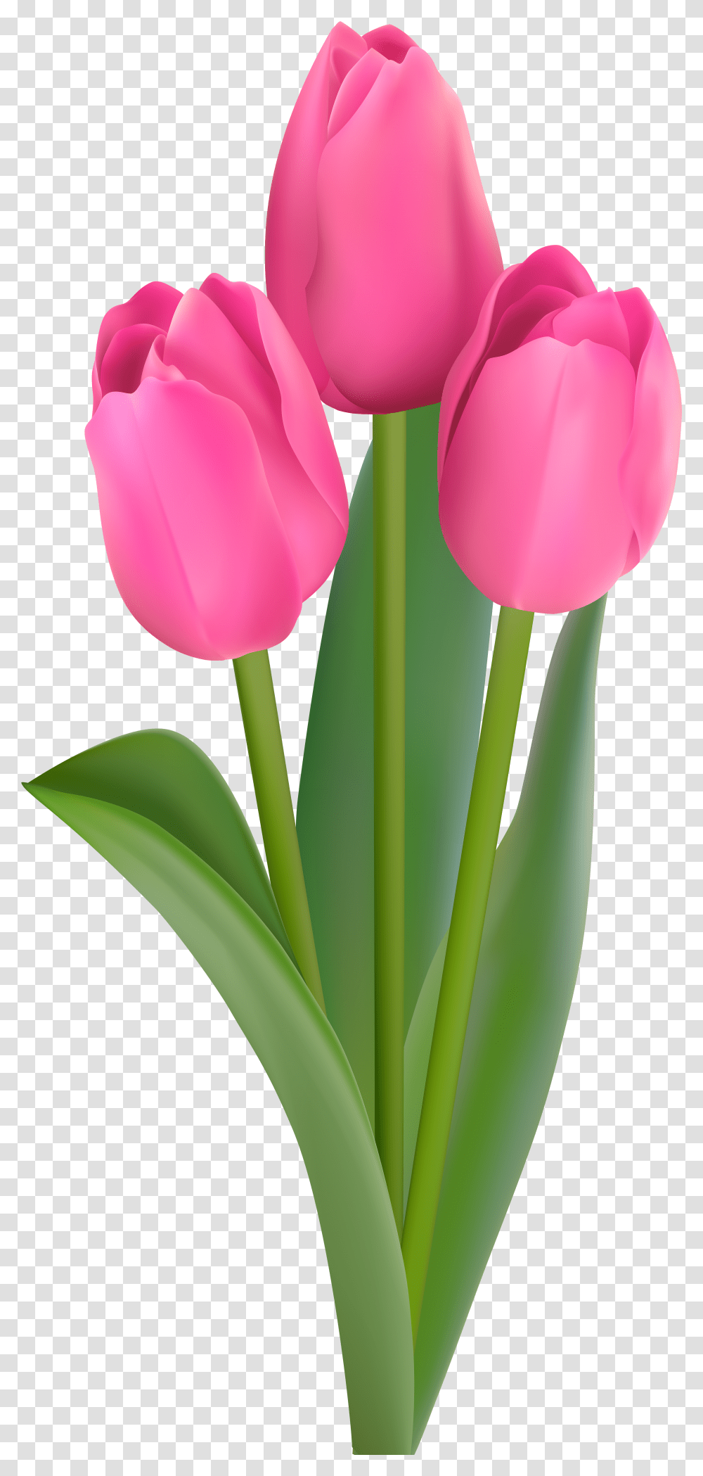 Pink Tulips Clip Art Pink Tulip Flower Transparent Png