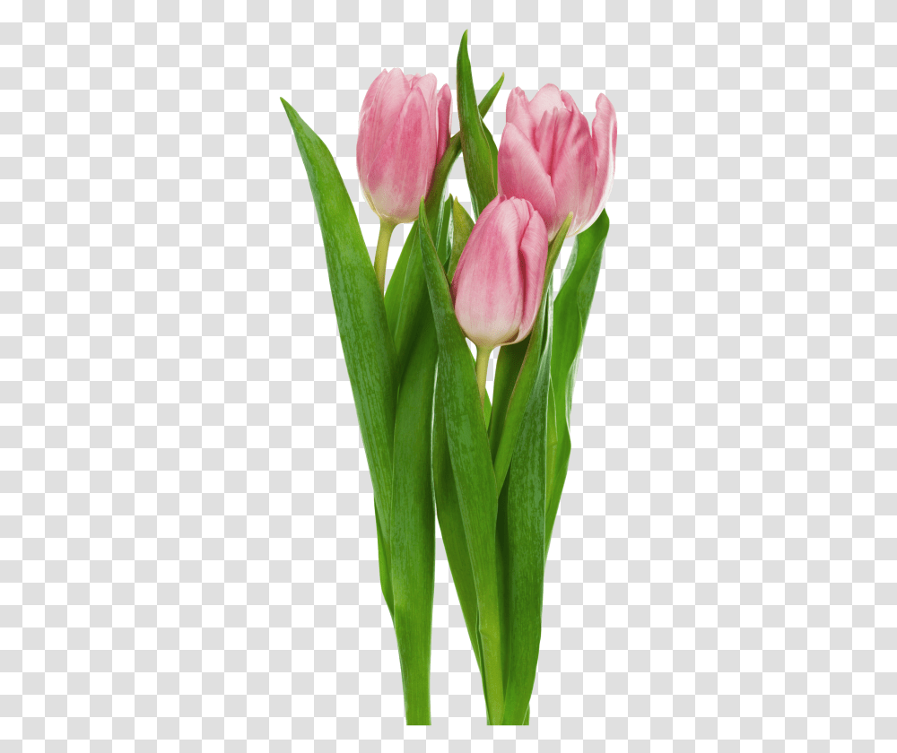 Pink Tulips Flowers Clipart Tulips, Plant, Blossom, Flower Arrangement, Petal Transparent Png