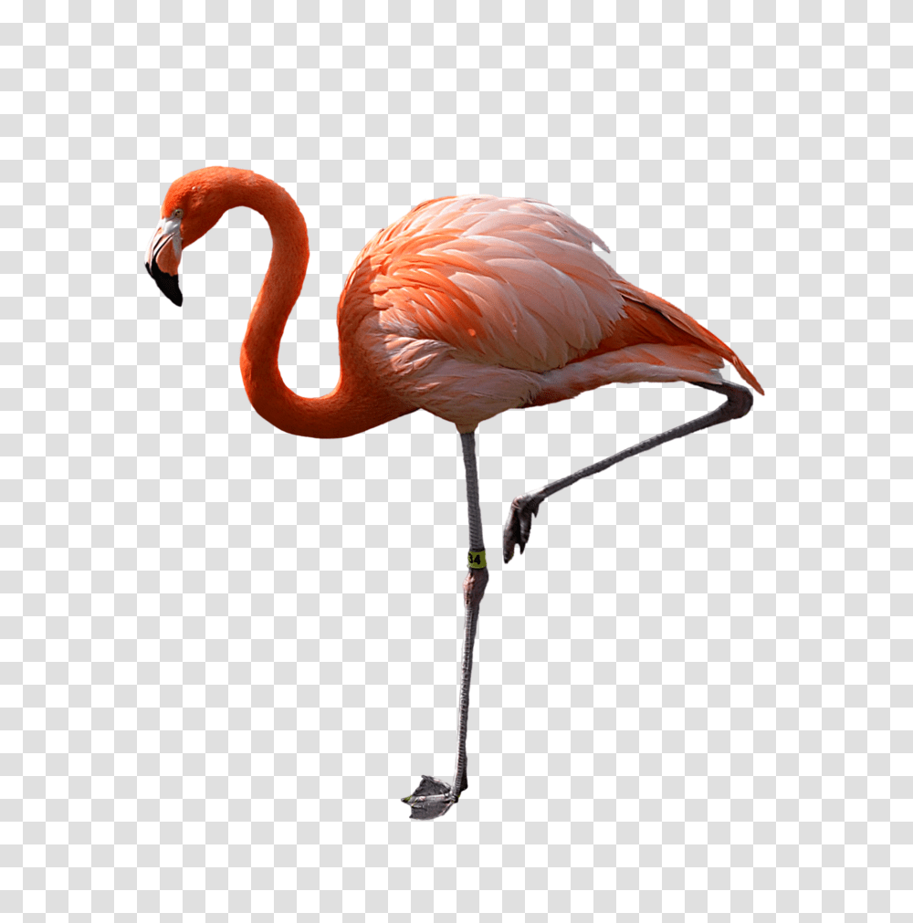 Pink Tutu Image, Bird, Animal, Flamingo, Beak Transparent Png