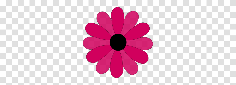 Pink Two Tone Petals Hi Free Images, Plant, Daisy, Flower, Daisies Transparent Png