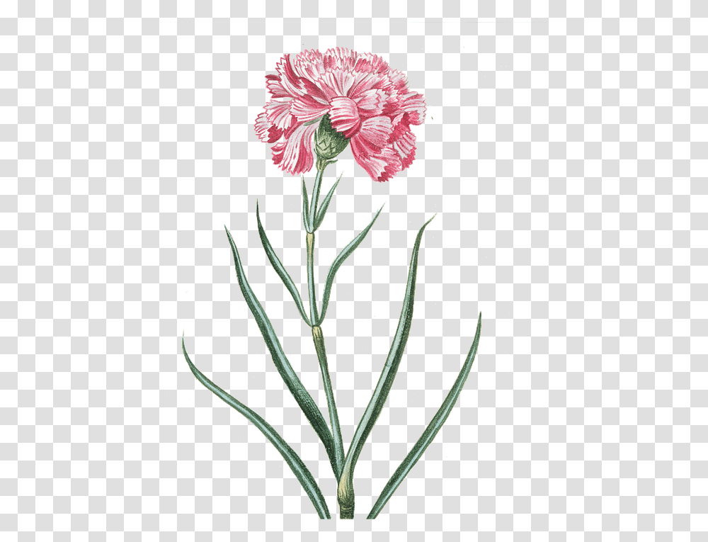 Pink Vintage Flowers, Plant, Blossom, Carnation Transparent Png