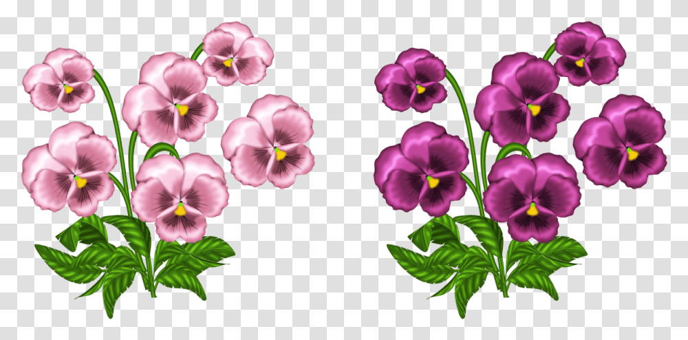 Pink Violets Clipart Images African Violet, Plant, Flower, Blossom, Geranium Transparent Png