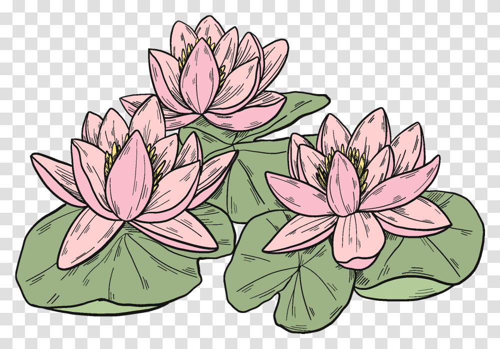 Pink Water Lilies Clipart Sacred Lotus, Plant, Lily, Flower, Blossom Transparent Png