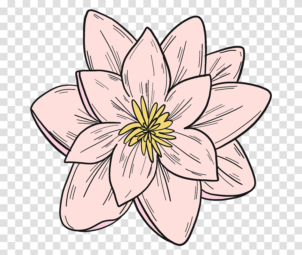 Pink Water Lily Clipart Free Download Sacred Lotus, Flower, Plant, Blossom, Pond Lily Transparent Png