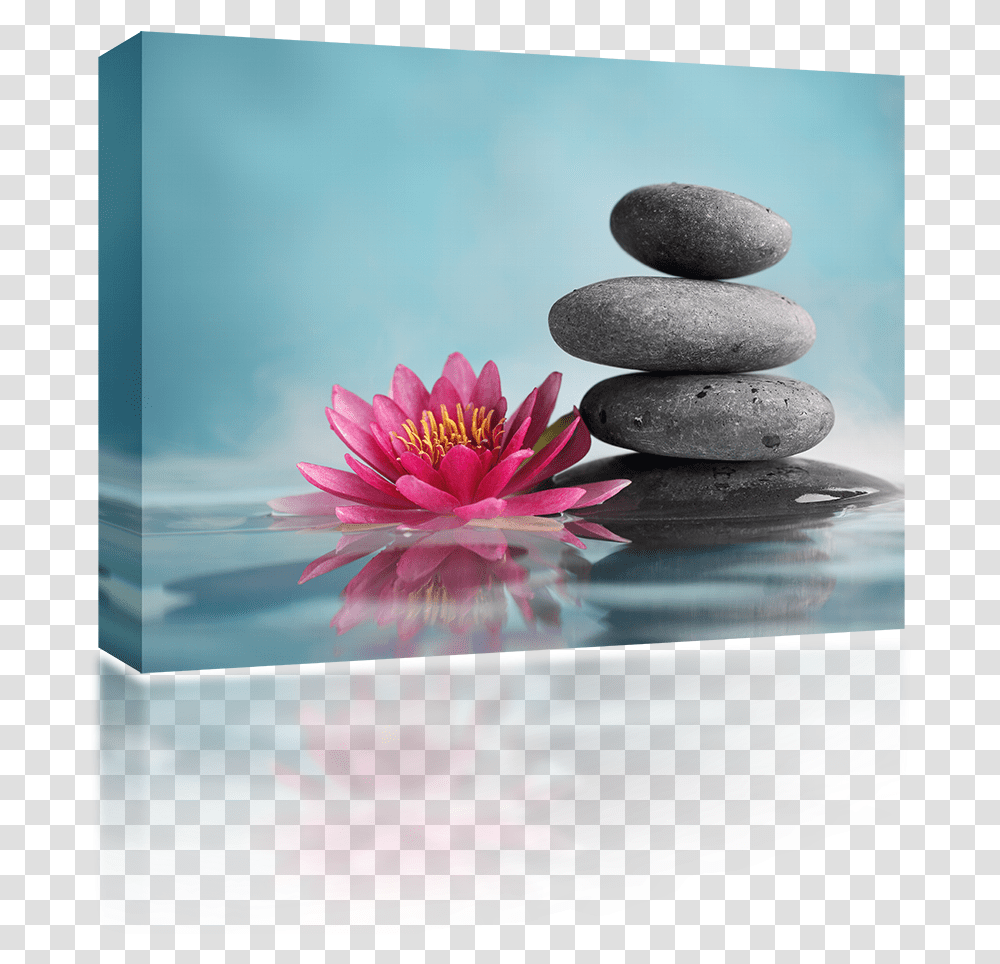 Pink Water Lily Stones Lotus Flower Pic Best, Petal, Plant, Blossom, Pebble Transparent Png