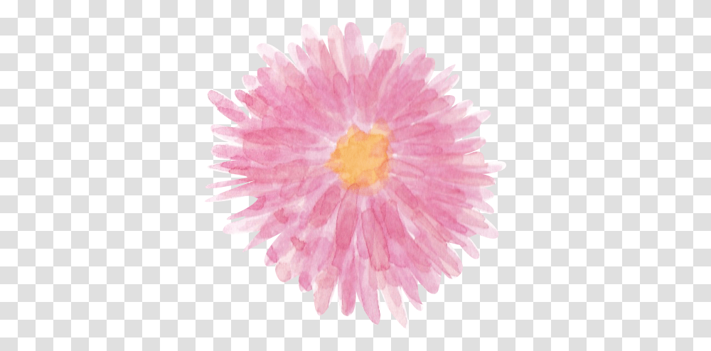 Pink Watercolor Clipart Chrysanths, Plant, Flower, Blossom, Daisy Transparent Png