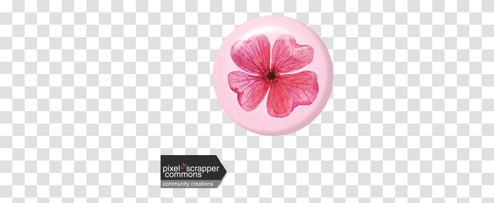 Pink Watercolor Flower Brad Graphic By Robin Sampson Pixel Periwinkle, Plant, Blossom, Petal, Anther Transparent Png