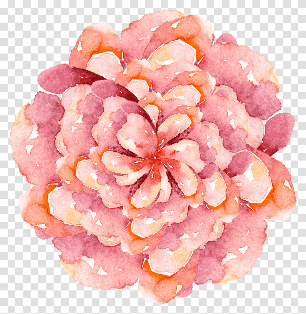 Pink Watercolor Flower Painting Vector, Plant, Blossom, Geranium, Carnation Transparent Png