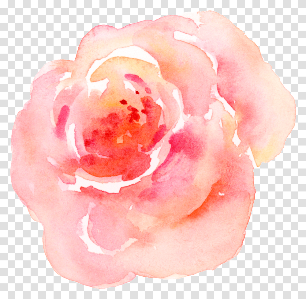 Pink Watercolor Flower Pink Watercolor Flower, Plant, Rose, Petal, Peony Transparent Png