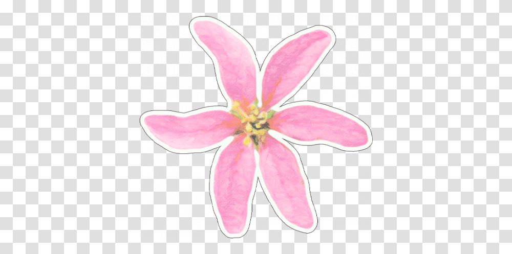 Pink Watercolor Flower Sticker Graphic Girly, Plant, Petal, Anther, Lily Transparent Png