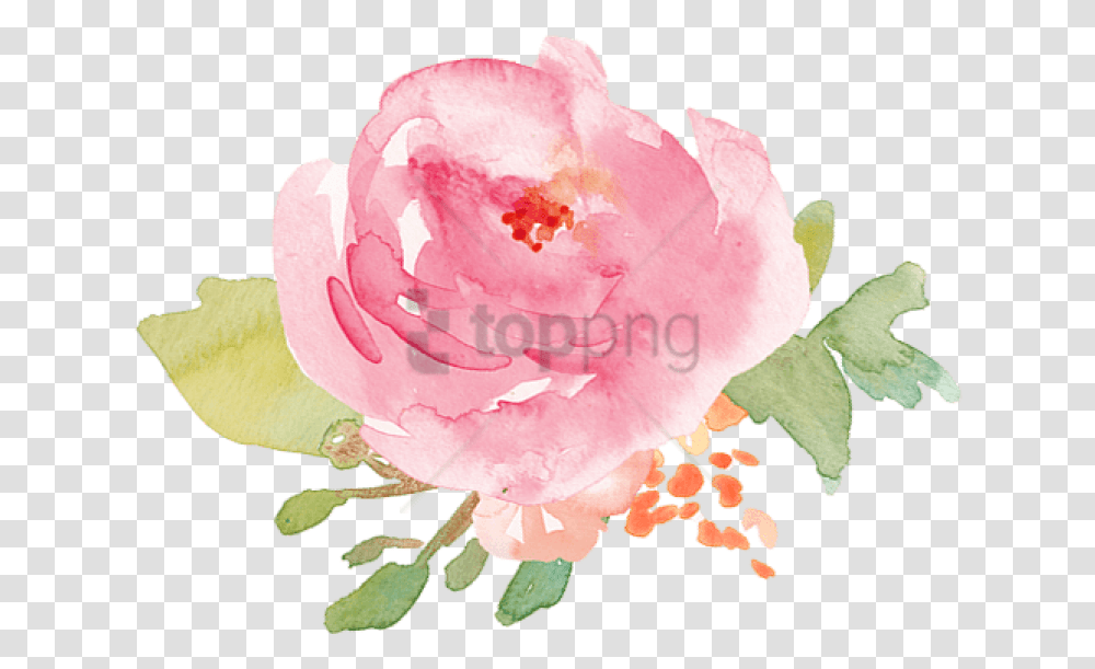 Pink Watercolor Roses, Flower, Plant, Blossom, Peony Transparent Png