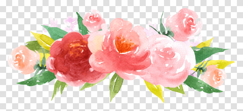 Pink Watercolor Roses Picture Evergreen Rose, Plant, Flower, Blossom, Petal Transparent Png