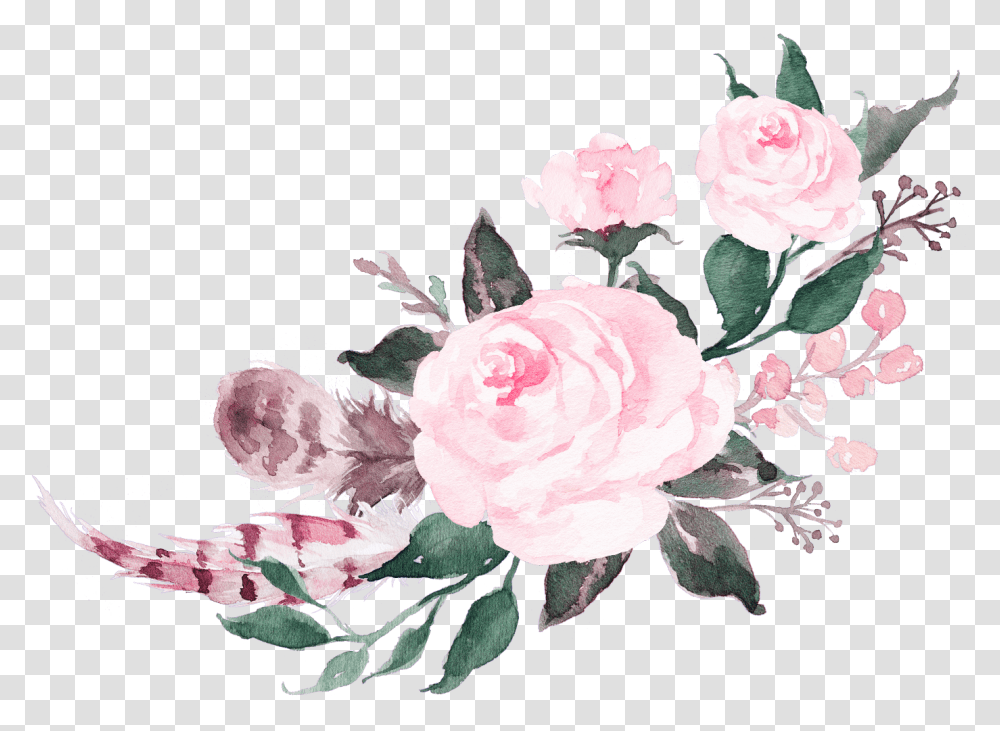 Pink Watercolor Roses Picture Pink Watercolor Flowers, Plant, Blossom, Petal, Peony Transparent Png