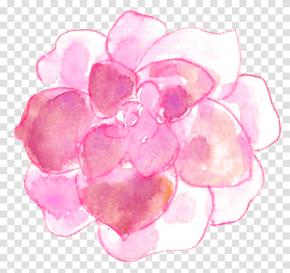 Pink Watercolor Succulents, Plant, Petal, Flower, Blossom Transparent Png