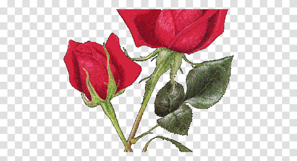 Pink X Free Clip Joyeux Anniversaire Avec Chat Noir, Rose, Flower, Plant, Blossom Transparent Png