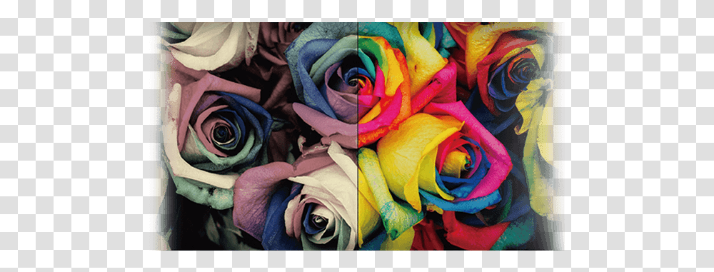Pink Yellow And Blue Flowers, Plant, Rose Transparent Png