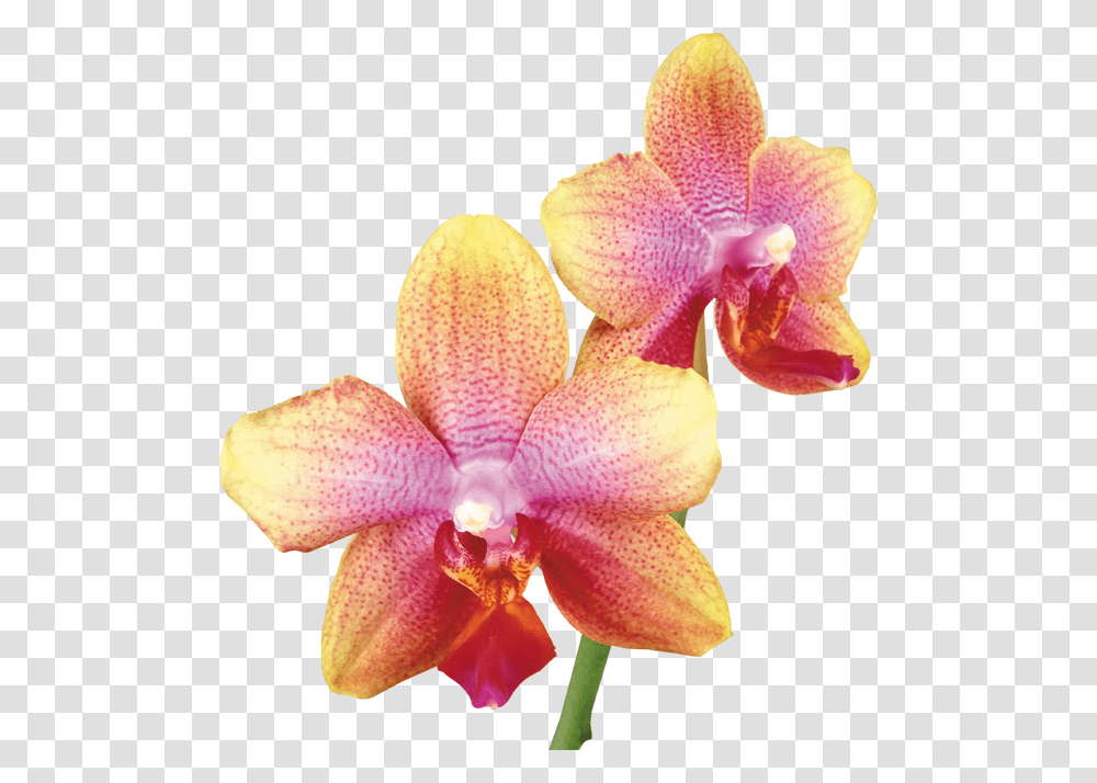 Pink Yellow Orchid, Plant, Flower, Blossom, Petal Transparent Png