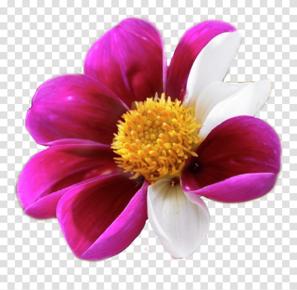 Pinkflower Pinkandwhite Flowers By Sadna2018 Magenta Close Up, Pollen, Plant, Anther, Dahlia Transparent Png