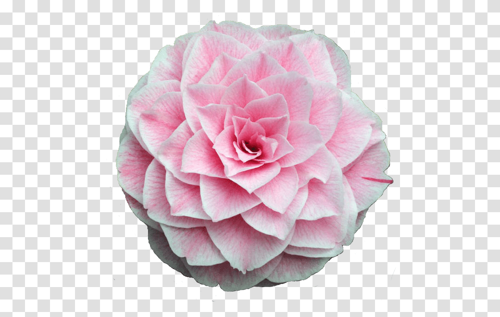 Pinkglitterflower This Is My First Time Making A Flower Camellia Flower, Plant, Rose, Blossom, Dahlia Transparent Png