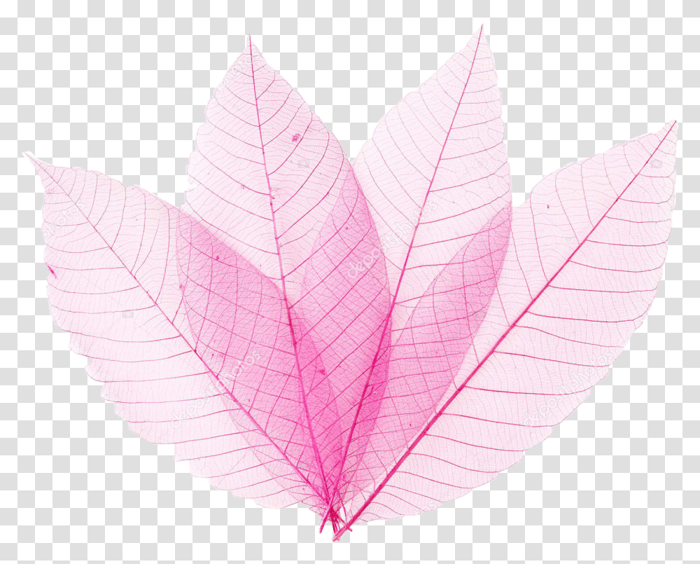 Pinkleaf Pinkleaves Leaves Sticker Hemp, Plant, Maple Leaf, Veins Transparent Png