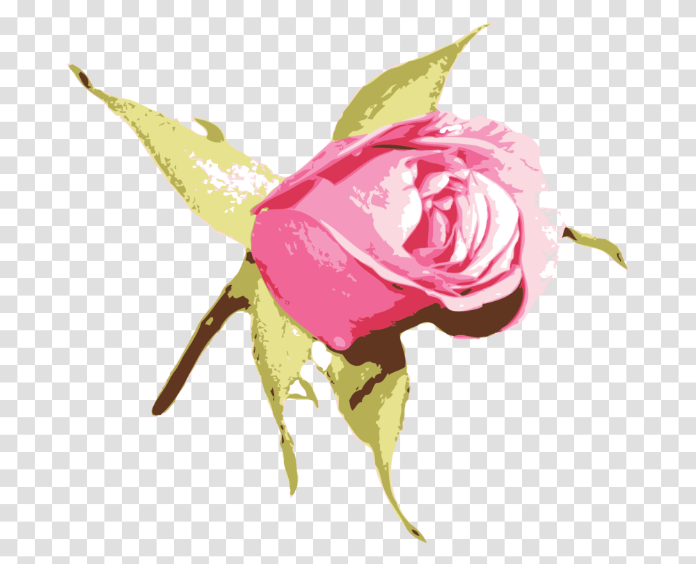 Pinkplantflower Clipart Royalty Free Svg Blue Rose Vector, Blossom, Petal, Dance Transparent Png