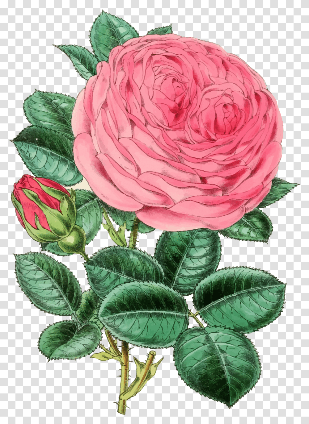 Pinkplantflower Clipart Royalty Free Svg Happy Mothers Day Roses, Blossom, Petal, Leaf, Vase Transparent Png