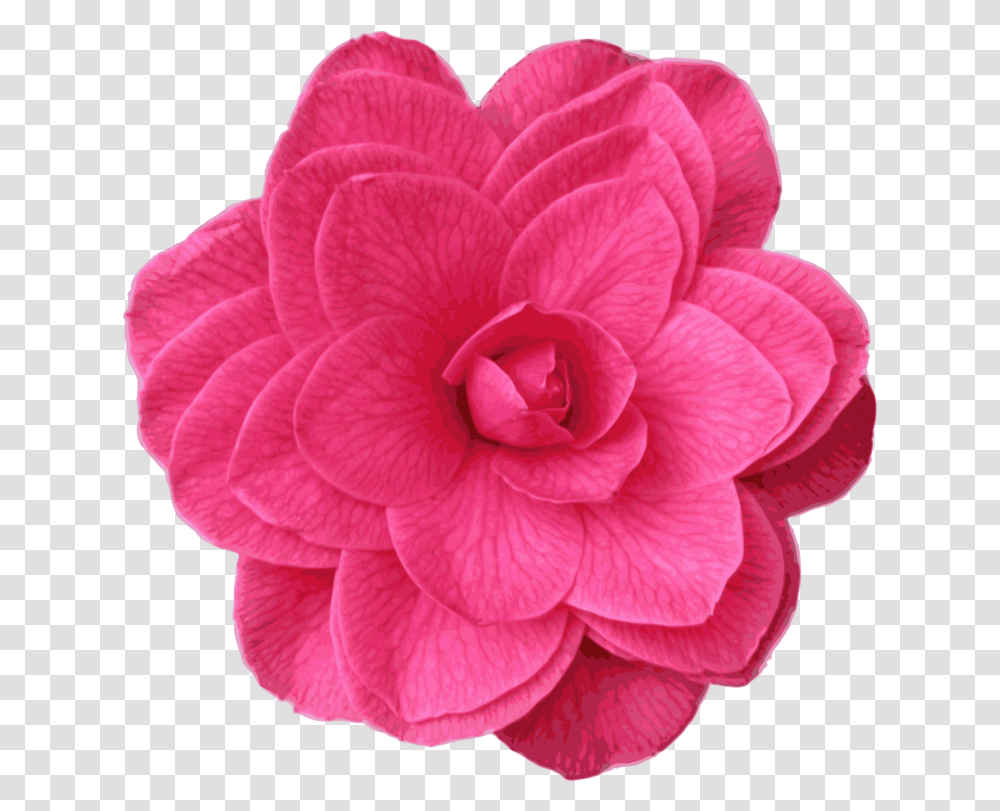 Pinkplantflower Clipart Royalty Free Svg Icon, Dahlia, Blossom, Rose, Petal Transparent Png