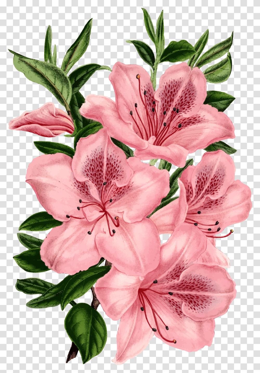 Pinkplantflower Clipart Royalty Free Svg Pink Flower Drawing, Blossom, Lily, Amaryllis, Geranium Transparent Png